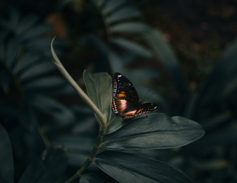 Freedom Within Limitation